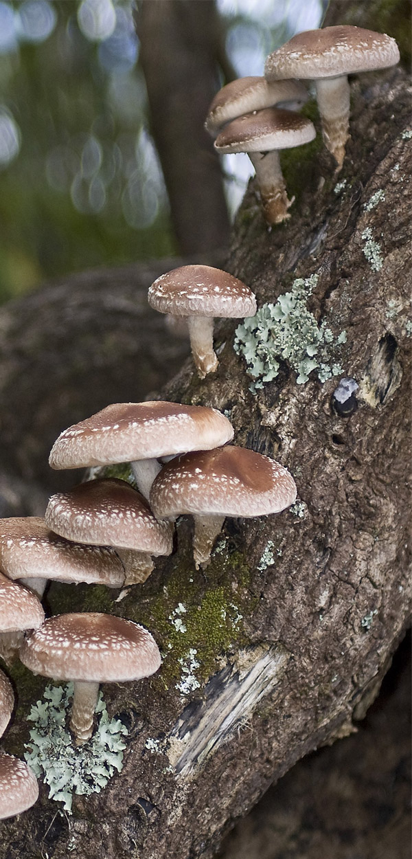 A produção de shitake e shimeji 