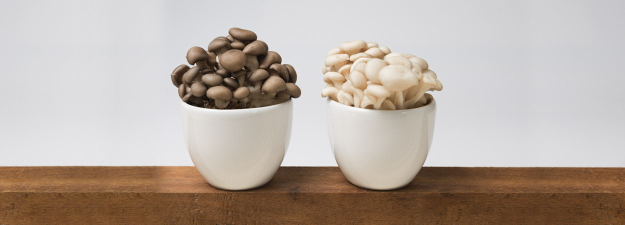 Zucca Cogumelos - A diferença entre o shimeji branco e o preto