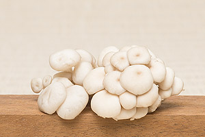 Shimeji Branco / Shimeji Preto - Aoki Cogumelos - Produção e