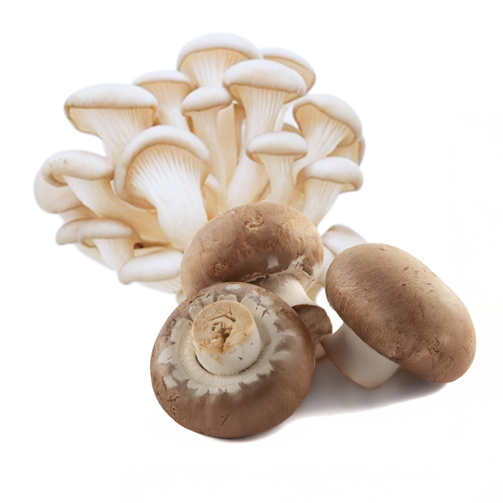 Mix Shimeji Branco / Shiitake